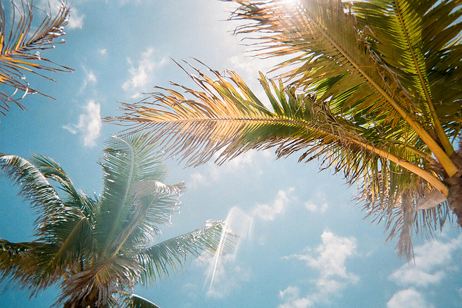 Florida sunshine and palm trees